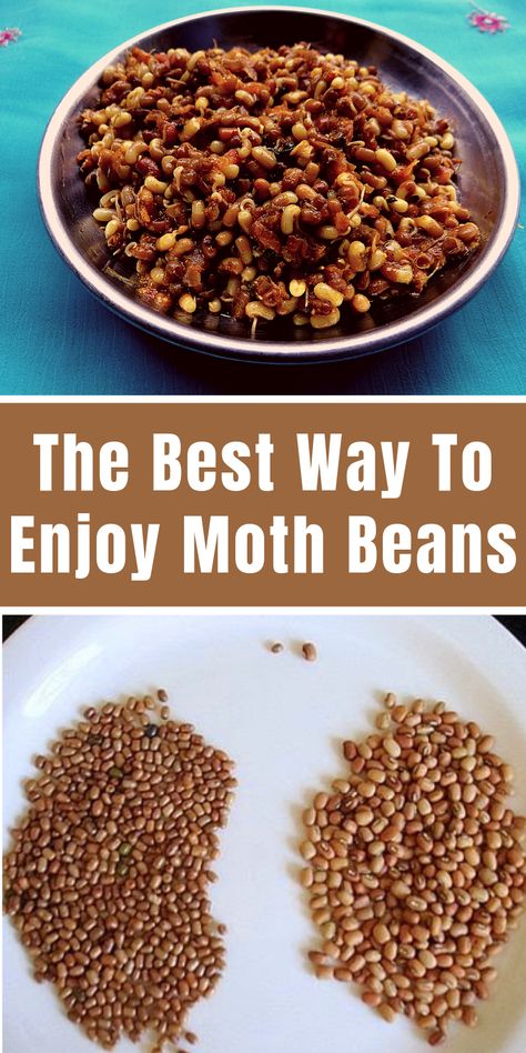 It’s no surprise that many persons do not know about moth beans, whose scientific name is vigna aconitifolia. This protein rich species of beans are commonly found growing in arid or semiarid regions. And is majorly consumed by the Indians but soon, that’ll change cos moth beans is getting more famous by the day. Moth beans, like every other kind of beans you know is a dahl, that is a dried husked pulse or legume. Moth Beans Recipe, Beans Indian Recipe, Indian Beans, Indian Beans Recipe, Persian Recipes, Kinds Of Beans, Types Of Beans, Persian Food, Rich In Protein