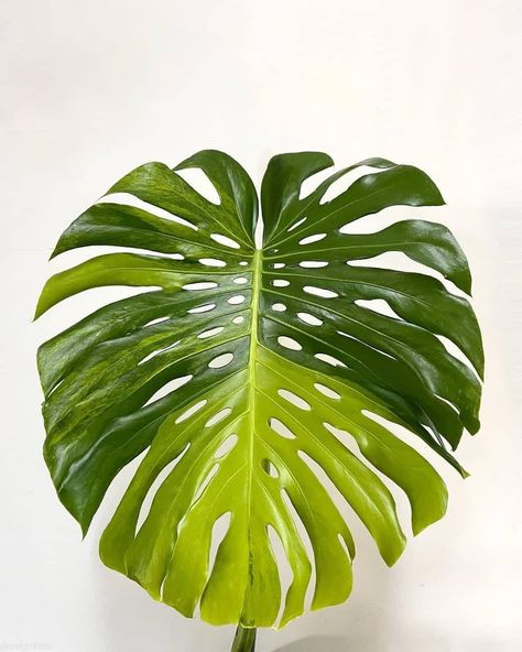 Paradise House, Leaves Wallpaper Iphone, Monstera Aurea, Wishlist Plants, Drawing Plants, Earthy Vibes, Leaves Wallpaper, Green Walls, Interior Plants