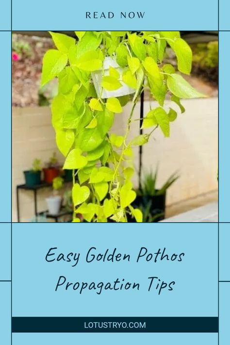 Propagating Golden Pothos is a straightforward process, perfect for amateur gardeners. Use stem cuttings for new growth or root a node in water or soil. Whether you're aiming for multiple plants or adding greenery to your home, this guide provides essential tips. Learn how to properly transplant and care for your cuttings, plus common mistakes to avoid. Join the many plant lovers who have thrived with beautiful, thriving Golden Pothos and create your indoor jungle today. Golden Pothos Propagation, Pothos Propagation, Propagation Tips, Air Layering, Rooting Hormone, Golden Pothos, Pothos Plant, Root Growth, Indoor Jungle