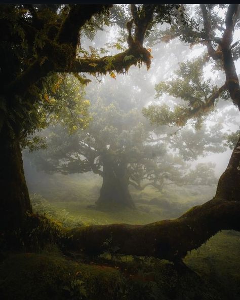 All posts • Instagram Dark Fairytale Aesthetic, Ethereal Landscape, Mossy Tree, Ancient Trees, Ethereal Aesthetic, Scenery Photography, Misty Morning, Mystical Forest, Magic Forest