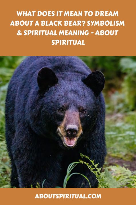 What Does It Mean To Dream About A Black Bear? Symbolism & Spiritual Meaning - About Spiritual Bear Symbolism, Asiatic Black Bear, Bear Species, Bear Totem, Dream Meaning, Bear Attack, Power Animal, Dream Meanings, Bear Face