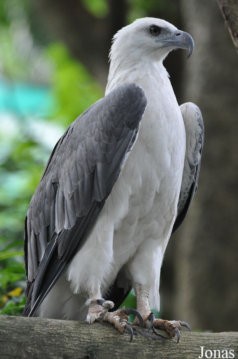 White Bellied Sea Eagle (Haliaeetus leucogaster) White Bellied Sea Eagle, White Eagle, Sea Eagle, Eagle Wallpaper, Shorebirds, Australian Birds, Nature Birds, Exotic Birds, Wildlife Animals