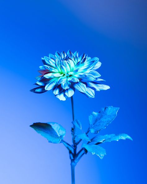 Got inspired learning dahlias exist in every color but blue because they can’t produce a certain enzyme. Decided to see what I could do in my lab 📸 #bluedahlias . . . . . #pdxphotographer #portlandphotographer #gelphotoshoot #alienbees #dahlia #dahlialovers #flowerphotography #floralart Neon Plants, Gel Photography, Vibrant Photography, Neon Jungle, Blue Dahlia, Photography Collection, Wallpaper Doodle, Love Flowers, Flowers Photography