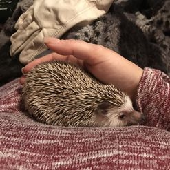 Hedgehog Bonding, Alien Environment, Hedgehog Care, Pet Hedgehog, Hamster Diy, Hedge Hog, Pygmy Hedgehog, Hedgehog House, Animals Lover