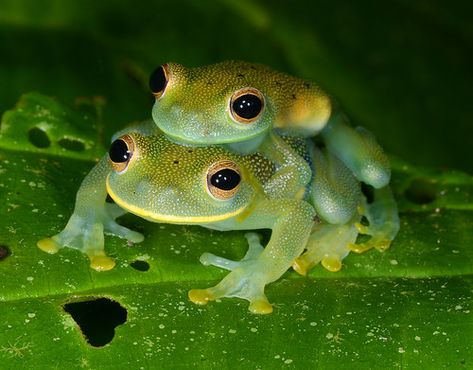 Glass Frogs, Lake Animals, Amazing Frog, Pet Frogs, Animal Inspiration, Reptile Room, Frog Theme, Natural Inspiration, Frog Pictures