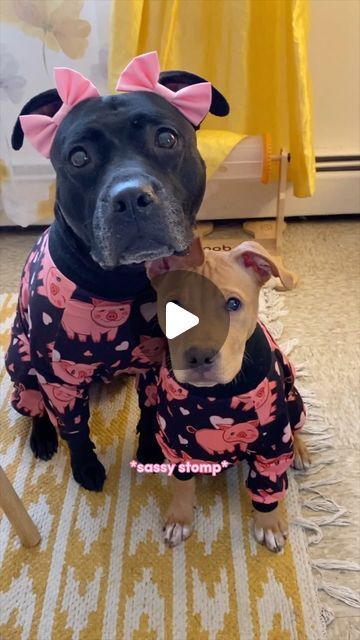 Akira The Black “Pit Bull” on Instagram: "the sassy little stomp 🥹🩷 @akirablackpit can’t believe @asahithepuptato was ever that small! 🥺 🎀 double bows @wildly.cute 🐷 pajamas @toothandhoney AKIRA10 #dogsofinstagram #pitties #pittie #pitbulls #pitbull #pitbullsofinstagram #cutedogs #cutedogsofinstagram #adorabledog #adorable_animals #floppyears #muttsofig #rescuedogs" Black Pitbull Puppies, Unlikely Animal Friends, Black Pit, Pitbull Lover, Pitbull Puppies, Staffordshire Bull Terrier, Cute Animal Videos, Pitbull Dog, Shakira