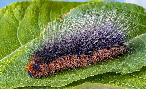 World's Top 15 Poisonous Caterpillars | Venomous Caterpillars Poisonous Caterpillars, Poisonous Insects, Flannel Moth, Silkworm Moth, Cow Fish, Io Moth, Chemical Warfare, Field Mice, Getting Rid Of Rats