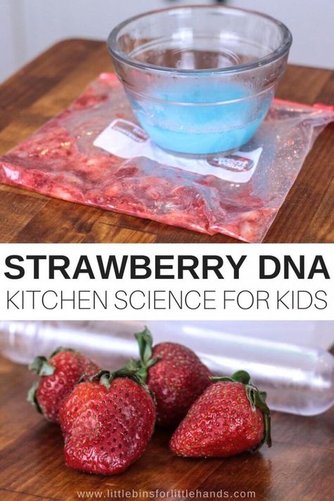 Anytime we can pop into the kitchen to try NEW and COOL science, I am all for it. Have you ever seen DNA up close? My guess is no! This strawberry DNA science activity is perfect for your budding scientist to experiment with in the kitchen. Smashed strawberries, DNA you can see, and an AMAZING new learning experience! Strawberry Science Experiment, Extracting Dna From Strawberries, Strawberry Activities For Kids, Dna Craft, Strawberry Activities, Dna Extraction Lab, Strawberry Craft, Food Science Experiments, Dna Extraction