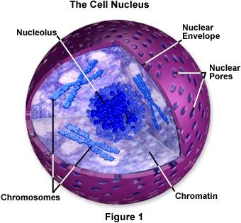 Molecular Expressions Cell Biology: Plant Cell Structure - Nucleus Chromosome Structure, Animal Cell Structure, Plant Cell Structure, Animal Cell Project, Tabernacle Of Moses, Nuclear Membrane, Cell Parts, Cells Project, Cell Organelles