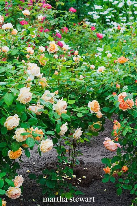 Garden experts share their best advice for getting bigger and better blooms from your roses and their gardening tips and tricks to help keep roses happy. #gardening #gardenideas #garden #flowergarden #growingflowers #marthastewart Bedford New York, Master Gardener, Gardening Tips And Tricks, Rose Bush, Garden Landscape Design, Blooming Rose, Nesting Boxes, Chicken Coops, Fresh Eggs