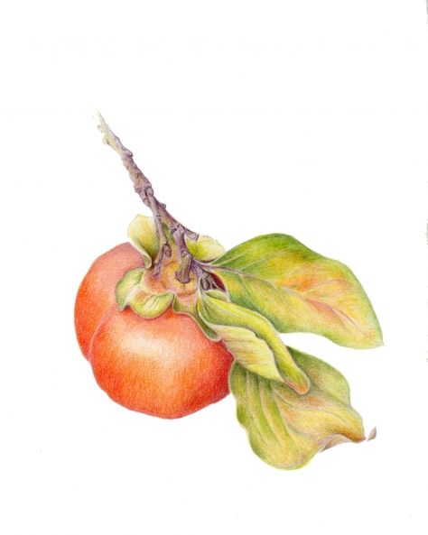 Drawing Fruit, Autumn Fruits, Persimmon Color, Using Colored Pencils, Persimmon Fruit, Modern Watercolor Art, Point Reyes National Seashore, Fruits Drawing, Persian Art Painting