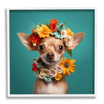 Chihuahua rescue