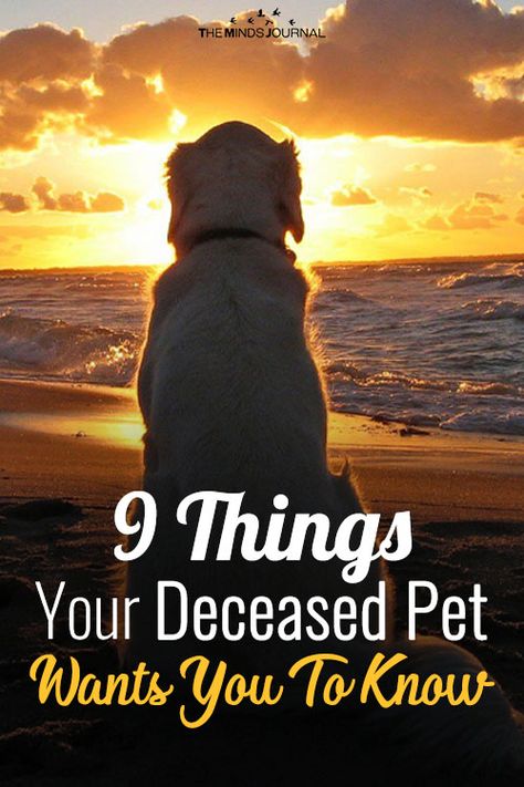 And today, I want to share with you the 9 things that every pet – wants and wishes for their owners to know, after their Spirit crosses over. Dog Heaven Quotes, Pet Quotes Dog, Miss My Dog, Dog Poems, Pet Quotes, Dog Heaven, Heaven Quotes, Pet Remembrance, Losing A Dog