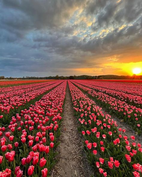 A n n e m i e k e G r o o t on Instagram: "Looking forward to the #tulipseason 🌷🌷🌷 #nederland_ontdekt #zonsondergang #sunset #tulips #shotoniphone #dutch_connextion #holland_photolovers #nederlandopzijnmooist #heelnederland_fotografeert #naturephotography #instanetherlands #bestofnetherlands #alluring_netherlands #dutch_features #ig_discover_holland #keukenhof #flowerstagram #instagood #catch_holland #dutch_review #nederlandseluchten #instagood #1 #fav_skies #global_creatives #du Tulip Holland, Tulips Holland, Dutch Tulips, Dutch Netherlands, Tulip Season, Europe 2024, Dutch Tulip, Tulip Fields, Bedroom Posters