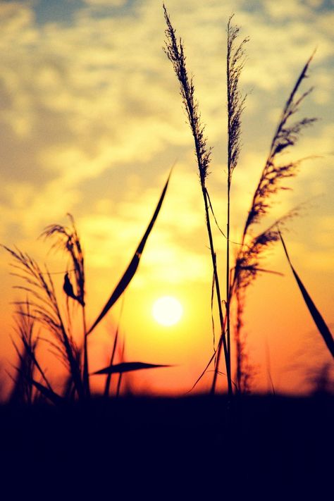 Sun Shine Photography, Bgm Images, Field Of Reeds, Shine Photography, Backgrounds Hd, What A Beautiful World, Dawn And Dusk, Dusk Till Dawn, Sun Shine