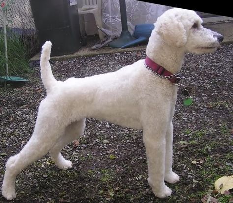 Labradoodle Haircuts, Labradoodle Cuts, Standard Poodle Cuts, Poodles Standard, Toy Poodle Haircut, Poodle Haircuts, Poodle Hair, Poodle Haircut, Mini Poodle