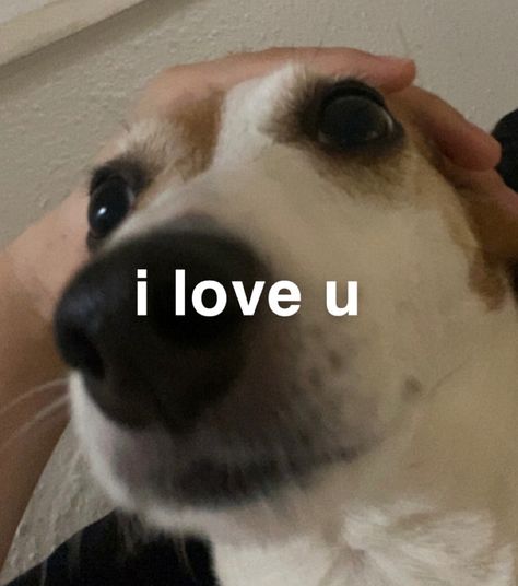 I Love You Dog Pictures, Dog Memes Love, Cute Memes For Him, Cute Couple Memes, You Memes Funny, Couples Memes, Contact Photos, Cute Dog Memes, Love You Meme