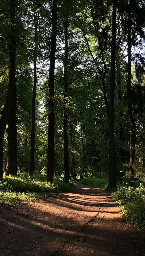 Walk In Forest Aesthetic, Dark Spring Aesthetic, Night Walking Aesthetic, Black And Purple Wallpaper, Spain Aesthetic, Harry Styles Poster, New Movies To Watch, Alone Photography, Porsche 964