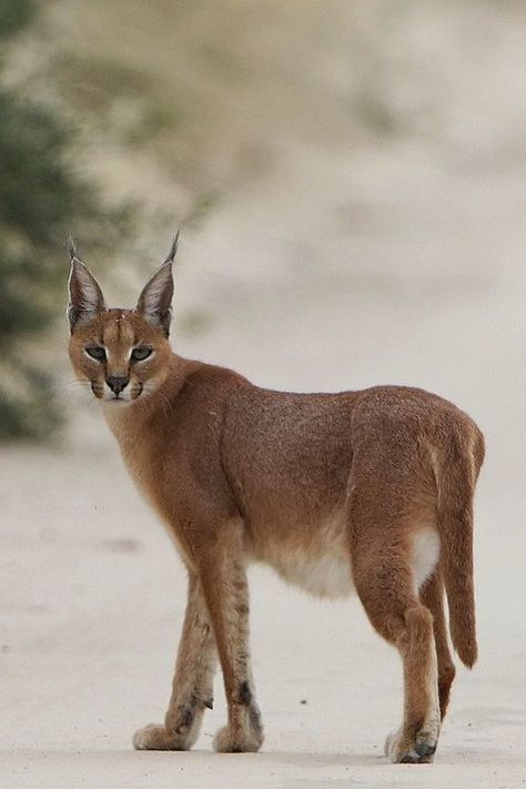 ♔ Caracal Turtle Facts, Caracal Cat, Small Wild Cats, Cat Species, List Of Animals, Pretty Animals, Animal Books, Cute Wild Animals, African Animals