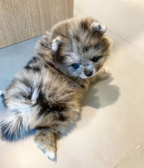 Pomeranian Puppies For Sale | Portland, OR Merle Pomeranian Puppy, Blue Merle Pomeranian, Merle Pomeranian, Pomeranian Boo, Pomeranian Breed, Pomeranian Puppies For Sale, Pom Mom, Pomeranian Puppy For Sale, Pomeranian Mix