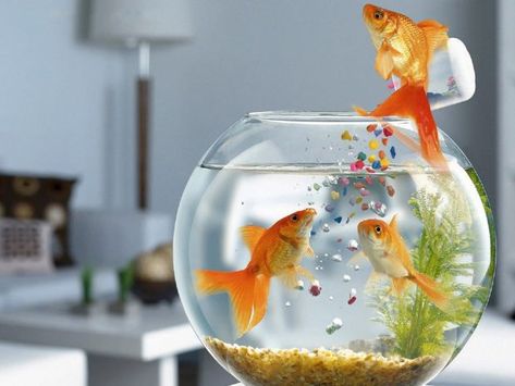 Aquarium Wallpaper HD 1. Samsung Galaxy S4 Wallpapers, Fish In A Bowl, Fish For Kids, Fish For Beginners, Aquarium Goldfish, Aquarium Shop, Live Fish Wallpaper, Goldfish Bowl, House Pets