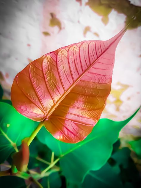 Peepal Leaf, Plant Leaves, Plants, Flowers, Quick Saves