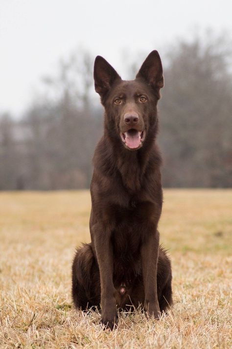 Dallas, my solid liver colored German Shepherd 😊 German Shepherd Videos, Labrador Retriever Facts, Labrador Retriever Funny, Black German Shepherd, German Dogs, Labrador Retriever Puppies, Police Dogs, Dachshund Puppies, Zebra Stripes