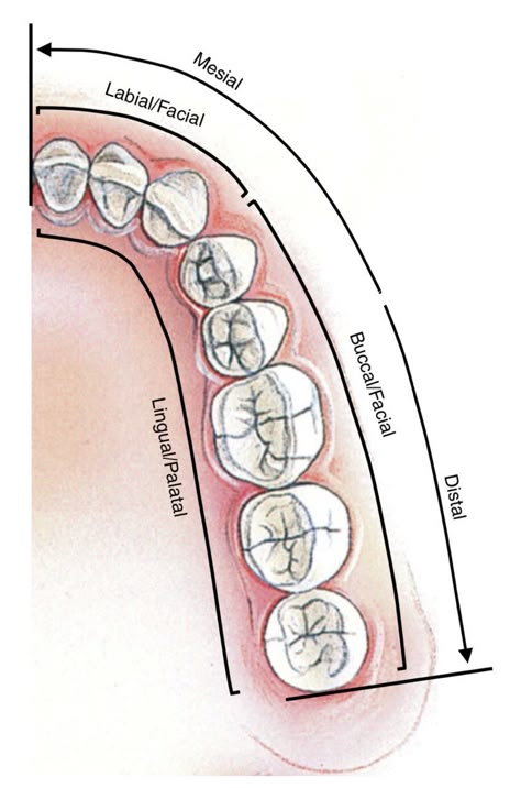 Dental Anatomy Study, Surgery Notes, Dental Hygiene Study, Dental Assistant Study Guide, Dental Charting, Anatomy Dental, Dental Terminology, Dental Notes, Dental Hygiene Graduation