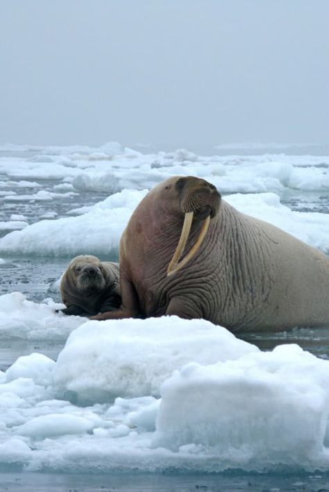 Check out "Walrus Watching" in Alaska Winter Animal Crafts, Save The Arctic, Friday Facts, Polar Animals, Thema Winter, Winter Preschool, Cute Puppy Videos, Stunning Nature, Kitten Pictures