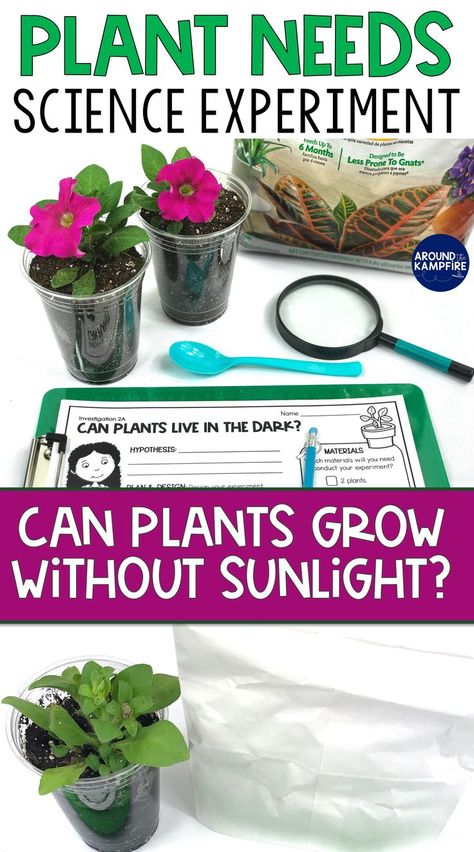 2nd grade plant needs science experiment to explore how the lack of sunlight affects the growth of a plant. Plant Science Fair Projects, 1st Grade Science Fair, Stem Challenges For Kids, Plant Experiments, Plant Lessons, Spring Science, Challenges For Kids, Second Grade Science, Seed Dispersal