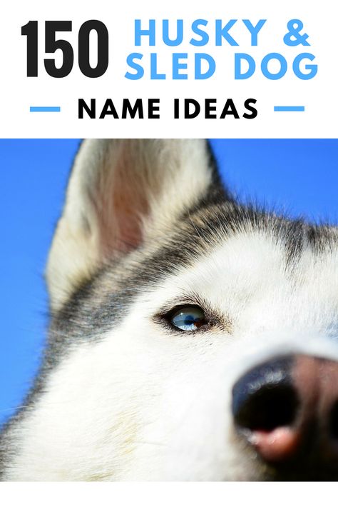 150  Cool Husky Names and Sled Dog Name Ideas Husky Names Male, Husky Puppy Names, Husky Dog Names, Dog Name Ideas, Eyes Male, Great Dog Names, Husky Names, Huskies Sled, Cute Husky Puppies