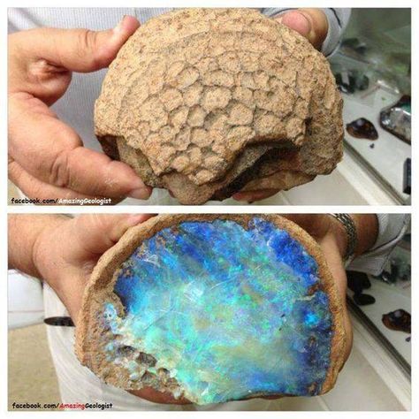 Why is Australian opal Unique? | Geology IN Mermaid Energy, Types Of Rocks, Different Types Of Rocks, Black Pinterest, Rocks And Fossils, Fossilized Coral, Deco Originale, Pretty Rocks, Crystal Eye