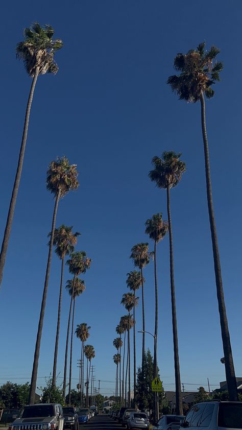 South Central Los Angeles Aesthetic, South Central Los Angeles 90s, South Los Angeles, 90s Los Angeles Aesthetic, La Palm Trees, Spotify Wallpapers, South Central La, Los Angeles Palm Trees, South Central Los Angeles