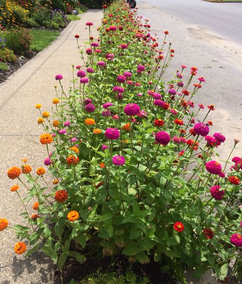 Zinnias along the sidewalk Flowers Along Sidewalk, Zinnia Hedge, Zinnias Garden Ideas, Hellstrip Landscaping, Sidewalk Flowers, Cut Flower Garden Layout, Flower Garden Layout, Zinnia Garden, White Flower Arrangements