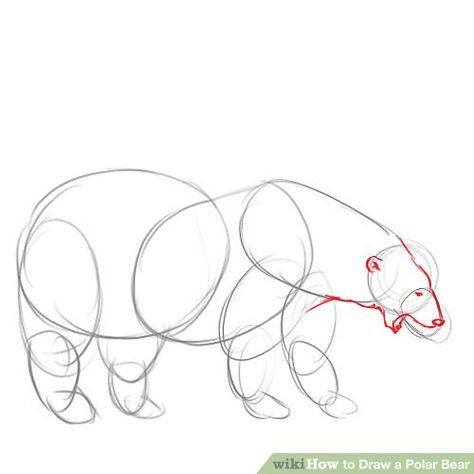 How to Draw a Polar Bear: 14 Steps (with Pictures) - wikiHow Draw A Polar Bear, Polar Bear Outline, Drawing Suggestions, Cartoon Polar Bear, Polar Bear Drawing, Bear Species, Bear Sketch, Polar Bear Art, Bear Images