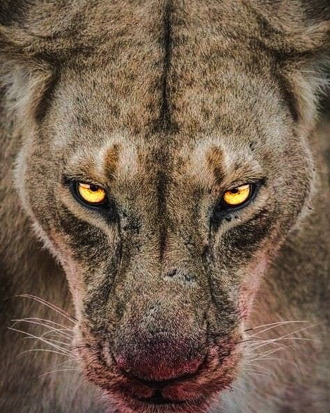 A View To A Kill, Nature Photography Animals, Lion Africa, Sports Motivation, Masai Mara National Reserve, Regnul Animal, Female Lion, رورونوا زورو, Wild Lion