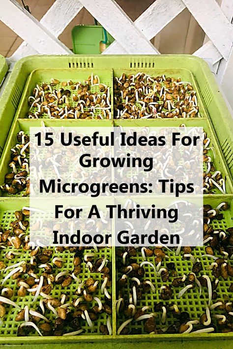 Discover 15 useful ideas for growing microgreens and transform your indoor space into a thriving garden. This guide offers expert tips on selecting the best seeds, optimizing light conditions, and maintaining moisture for maximum growth. Whether you're a beginner or experienced gardener, these practical strategies will help you enjoy fresh, nutritious microgreens year-round. Dive into the world of indoor gardening and elevate your meals with homegrown goodness! How To Grow Micro Greens, Growing Microgreens Indoors, Microgreens Growing Indoor, Diy Microgreens, Kentucky Garden, Kratky Method, Seed Sprouting, How To Grow Microgreens, Microgreens Garden