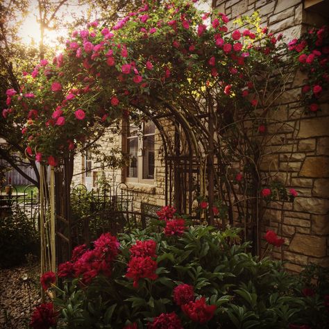 My climbing rose bush, it only blooms once a year. Rose Bush Aesthetic, Bush Garden, Garden Cabins, Facebook Photo, Rose Bushes, Climbing Rose, Enchanted Wood, Aesthetic Roses, Casas Coloniales