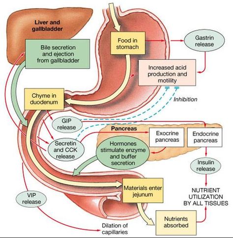 enterogastrone a duodenal peptide hormone that inhibits gastric hydrochloric acid secretion and motility. Sistem Pencernaan, Human Anatomy And Physiology, Medical Anatomy, Medical Coding, Nursing Tips, Physician Assistant, Nursing Study, Nursing Education, Nursing Notes