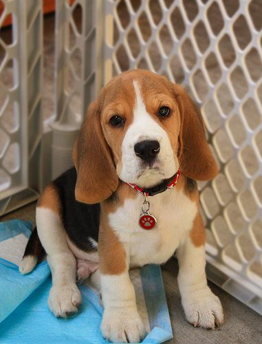 Cute Beagle Puppies, Begal Dogs, Chien Jack Russel, Beagle Breeds, Baby Beagle, Cute Baby Puppies, Really Cute Puppies, Dane Dog, Puppy Images