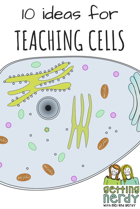 Elementary Science Projects, Cells Biology, Teaching Cells, Homeschool Science Lessons, Biology For Kids, Biology Experiments, Sixth Grade Science, Cell Theory, Science Cells