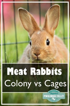 Rabbit Colony, Meat Rabbits Breeds, Raising Rabbits For Meat, Baby Rabbits, Rabbit Farm, Meat Rabbits, Raising Rabbits, Rabbit Breeds, Homestead Farm