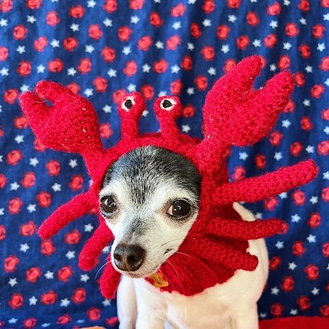 Crab Dog Hat Crab Dog Snood Crab Dog Costume Pet Ear - Etsy Crochet Dog Costume, Halloween Crab, Dog Hat Crochet, Crab Outfit, Crab Costume, Pet Crochet, Crochet Cat Beanie, Dog Hats, Crochet Costumes