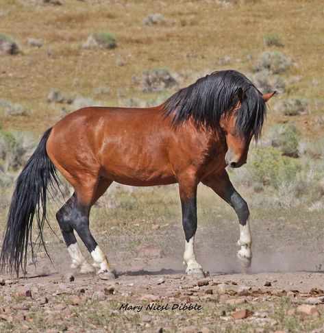 Standard Bay with 4 socks and a star Bay Mustang Horse, Blood Bay Horse, Nature Aesthetic Animals, Mustangs Horse, Dark Brown Horse, Horse Mustang, Mustang Horses, Horse Poses, Wild Horse Pictures