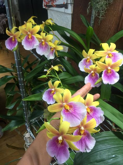 Miltonia Orchid, Jewel Orchid, Orchid Show, Exotic Orchids, The Orchid, Fast Growing Plants, Flower Spike, Plant Shelves, Flower Pictures