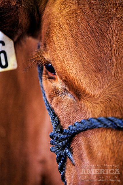 Show Cattle Photography, Cows Photography, Livestock Pictures, Cattle Pictures, Cow Pics, Cattle Showing, Cow Things, Livestock Photography, Livestock Showing