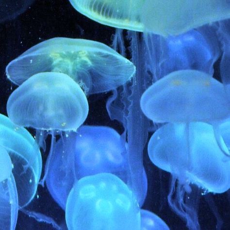 jellyfish sea jellies aesthetic icon pfp profile picture cute Jellyfish Pictures, Doodle Icons, Sea Jellies, Fish Icon, Blue Jellyfish, Light Blue Aesthetic, Alien Stage, Silly Animals, Marine Animals