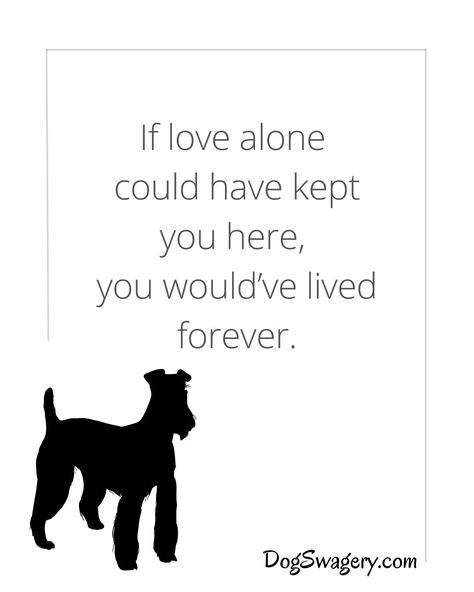 Dog Quotes about Loss: If love alone could have kept you here, you would’ve lived forever. Lost My Dog Quotes, Remembering Dog Quotes, Old Dog Quotes Love, Heart Dog Quote, If Love Could Have Saved You Quote Dog, Soul Meaning, Pun Quotes, Dog Puns, Dog Died