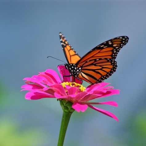 Flower And Butterfly Aesthetic, Embrace Chaos, Butterfly On Flowers, Butterfly On A Flower, Monarch Butterfly On Flower, Tropical Butterfly, Butterfly On Flower Photography, Butterfly On Flower, Watercolor Butterflies