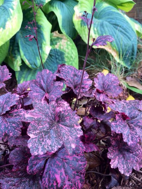 Hosta and 'Midnight Rose' heuchera. Plant Types, Midnight Rose, Garden Inspo, Plant Ideas, Types Of Plants, Shade Garden, Clematis, Planting, Garden Plants